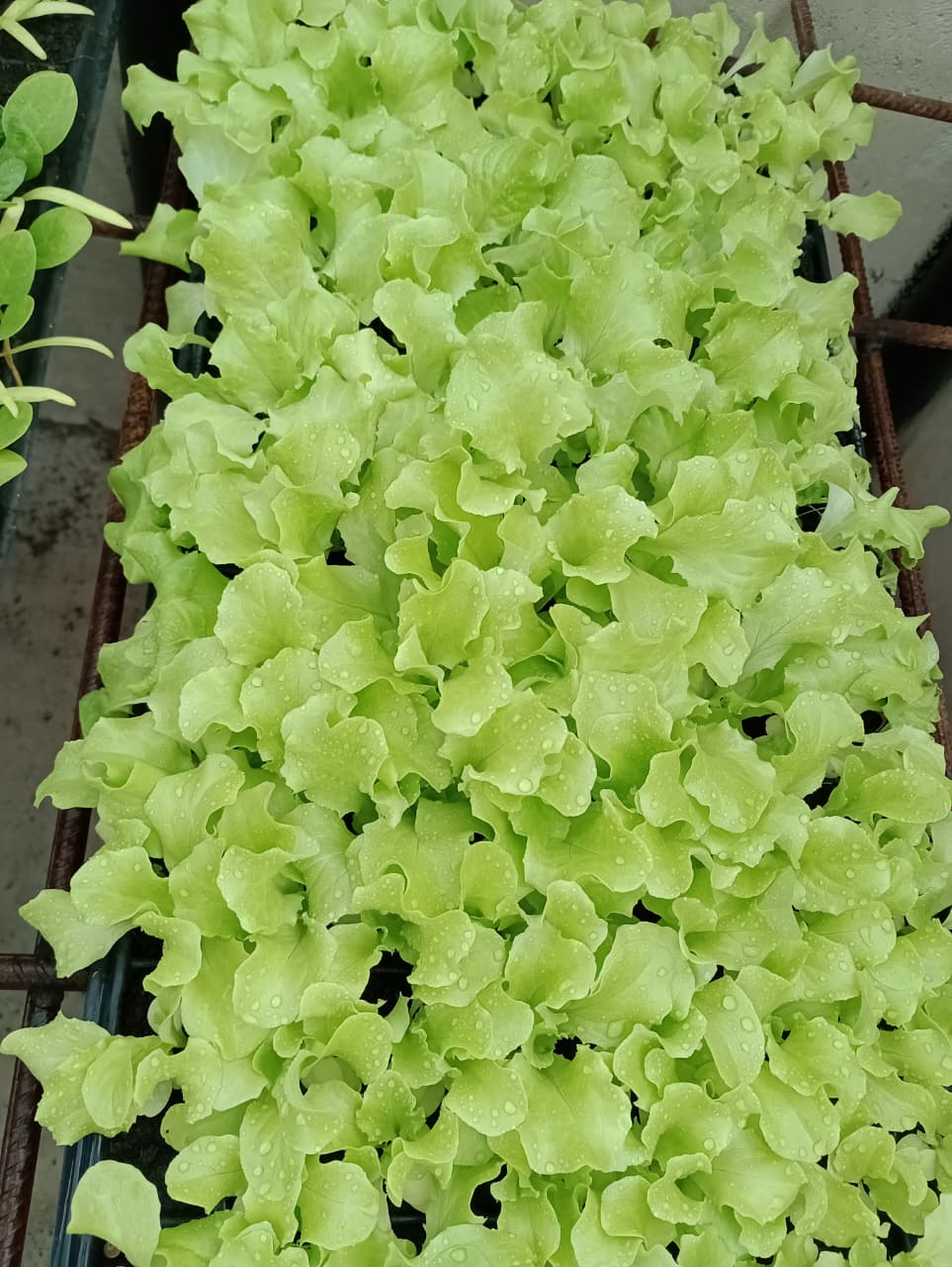 Proceso de siembra en bandejas germinadoras