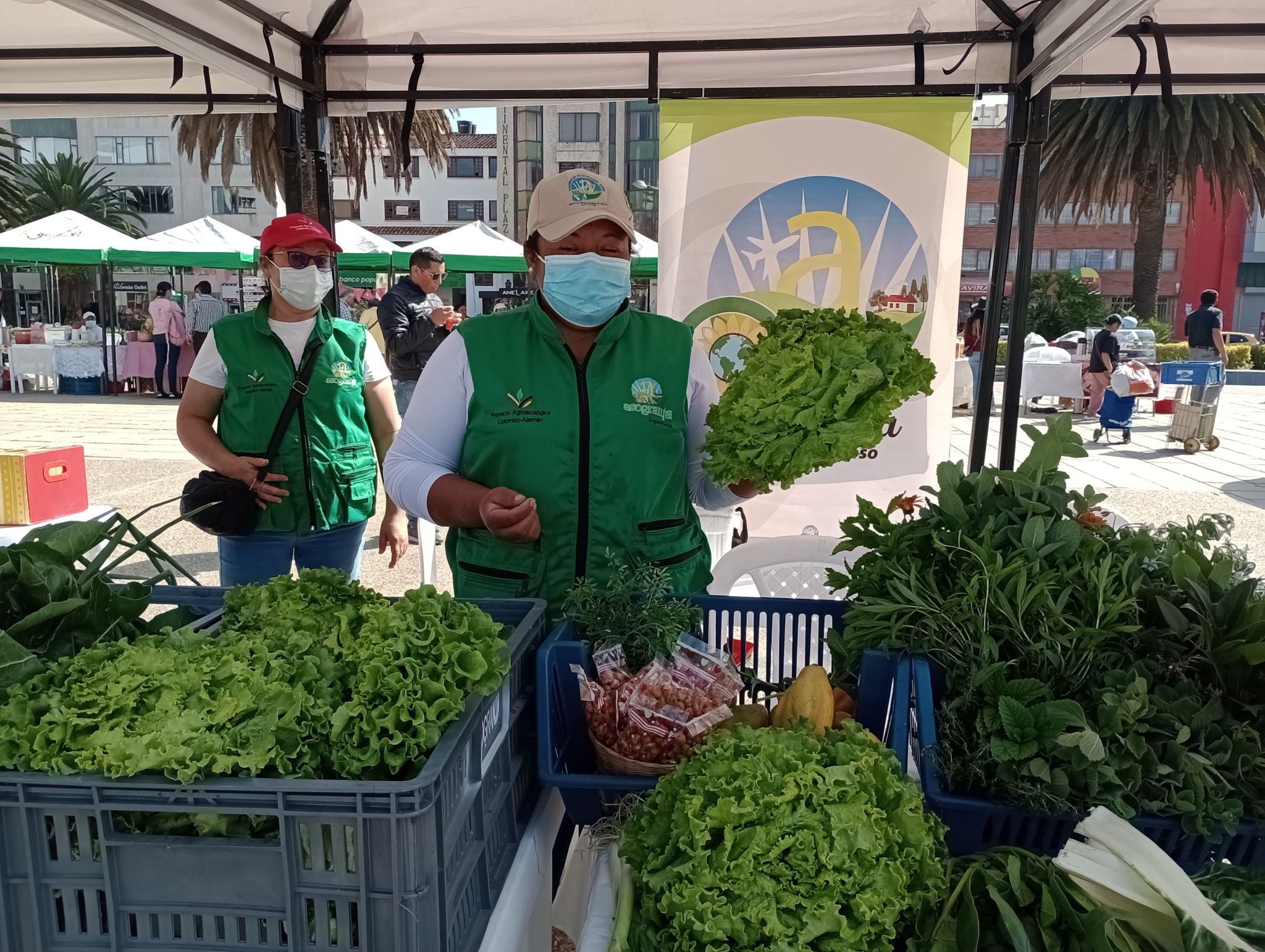 Producción, Cosecha y Venta